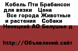 Кобель Пти Брабансон для вязки › Цена ­ 30 000 - Все города Животные и растения » Собаки   . Ненецкий АО,Белушье д.